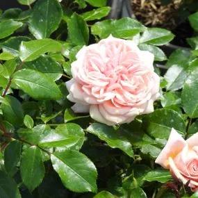 Joie de Vivre Floribunda Rose (Rosa Joie de Vivre) 4